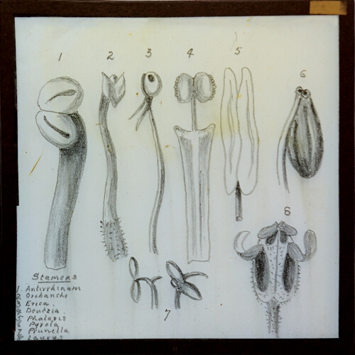 Magic Lantern Slide: Stamens