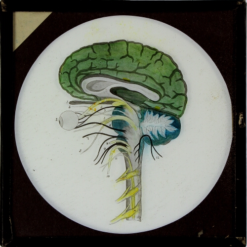 Magic Lantern Slide: Cross-section diagram of brain and nerves