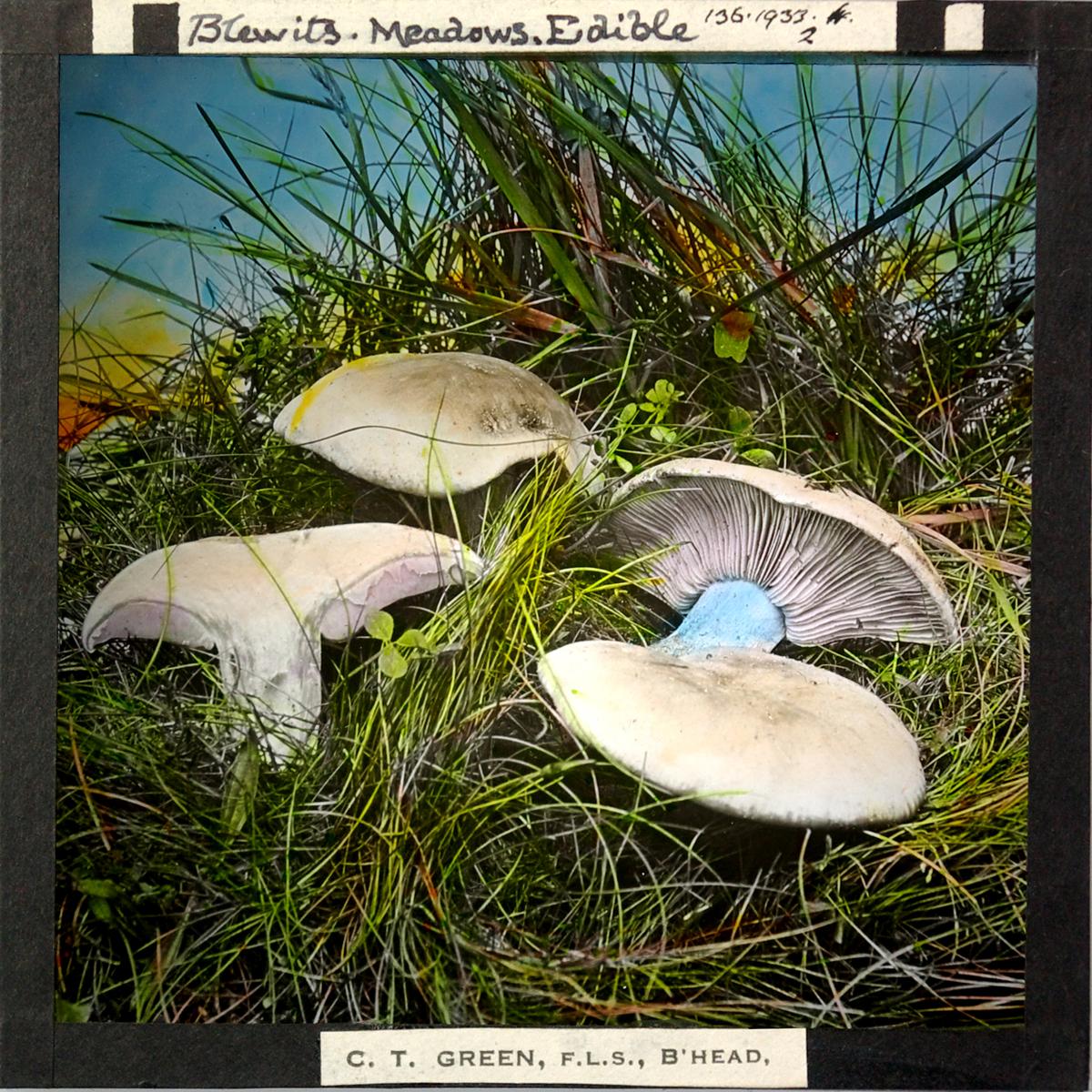 Magic Lantern Slide: Tricholoma personatum